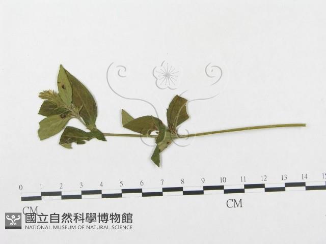 登錄號:F0019293藏品圖，第4張