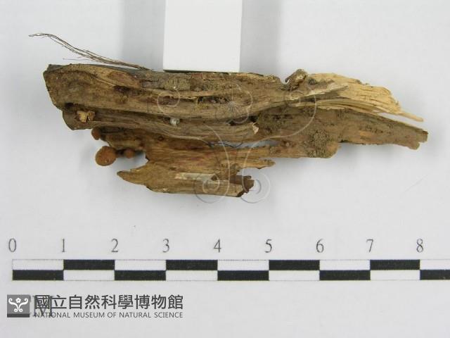 微皮傘屬藏品圖，第4張
