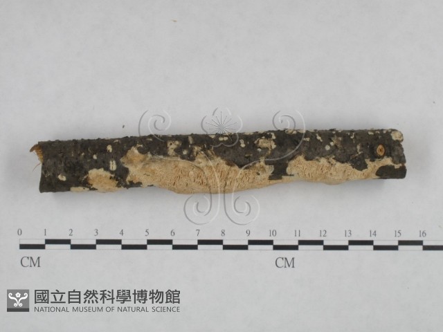 登錄號:F0024993藏品圖，第4張