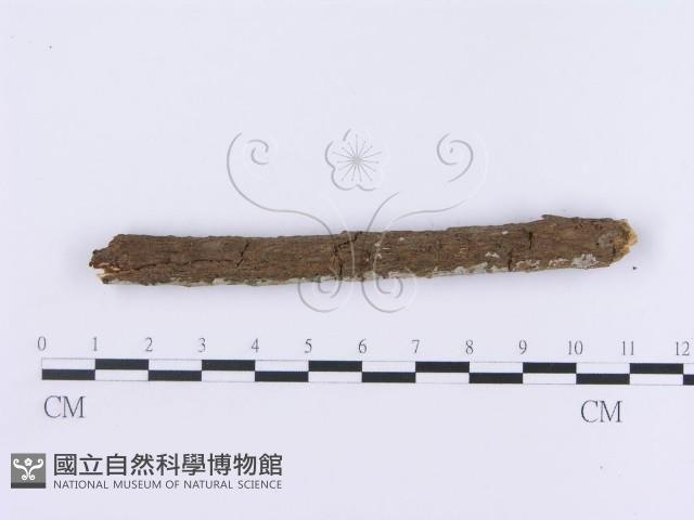 登錄號:F0002993藏品圖，第4張