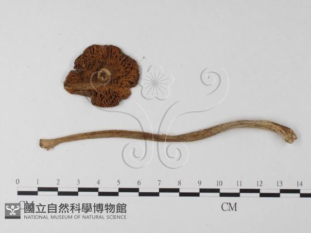 登錄號:F0012993藏品圖，第4張
