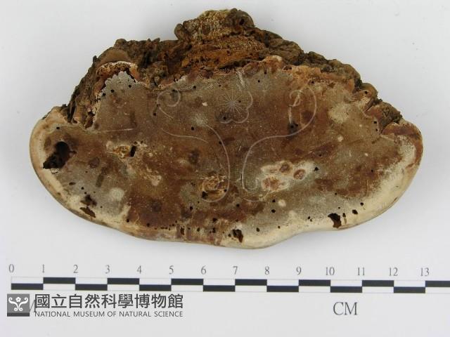 登錄號:F0009993藏品圖，第4張