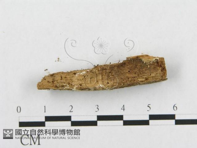 骨皮菌屬藏品圖，第4張