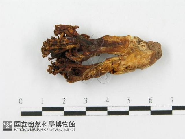 登錄號:F0020493藏品圖，第4張
