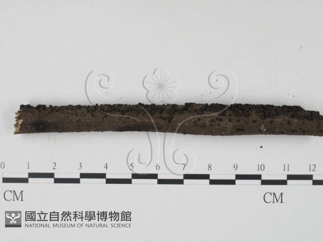炭角菌屬藏品圖，第4張