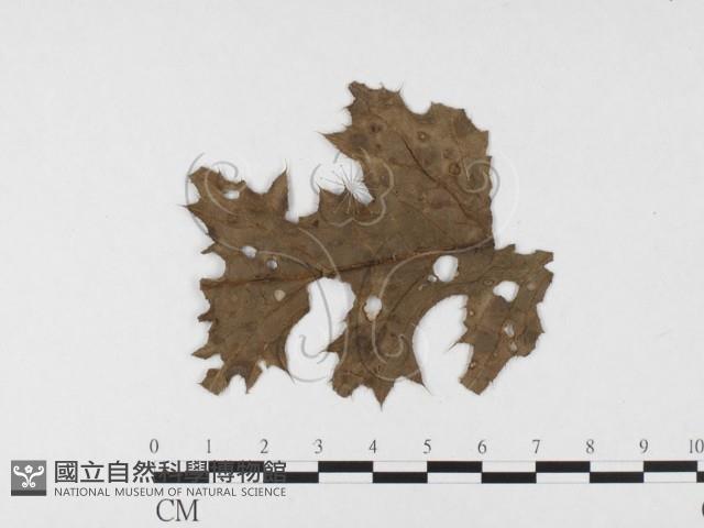 登錄號:F0026493藏品圖，第4張