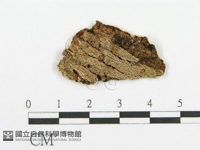 登錄號:F0014793藏品圖，第4張