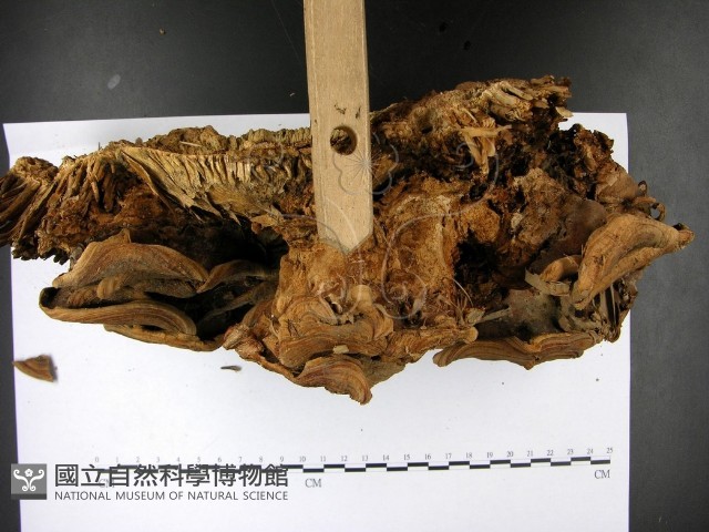 登錄號:F0022793藏品圖，第4張