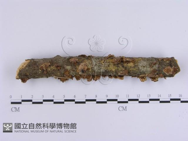 韌革菌屬藏品圖，第4張