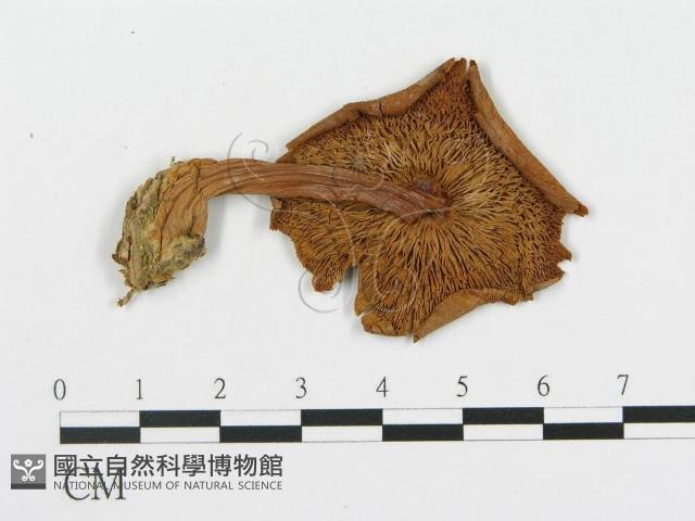 登錄號:F0011593藏品圖，第4張