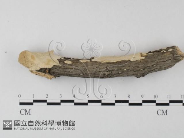 多年臥孔菌屬藏品圖，第4張