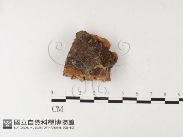 登錄號:F0026193藏品圖，第4張