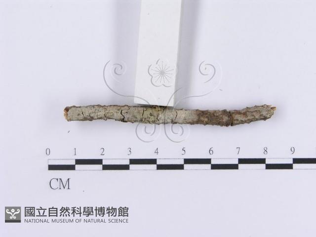 登錄號:F0001193藏品圖，第4張