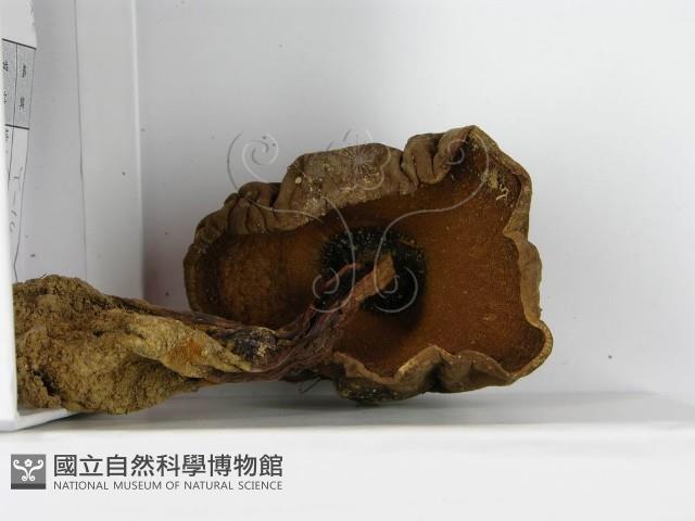 登錄號:F0014393藏品圖，第4張