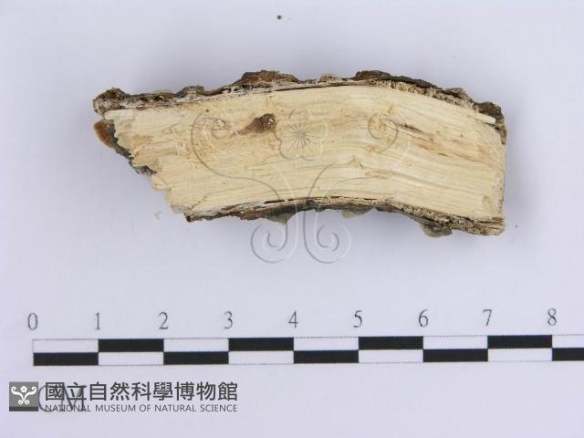 登錄號:F0015393藏品圖，第4張