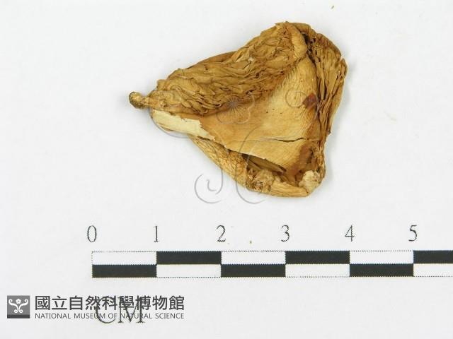 登錄號:F0020283藏品圖，第4張