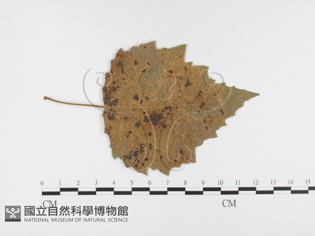 登錄號:F0026283藏品圖，第4張
