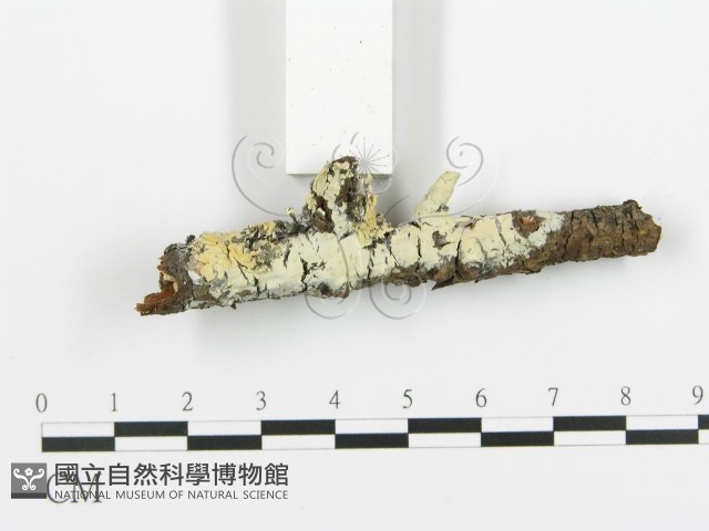 阿太菌屬藏品圖，第4張