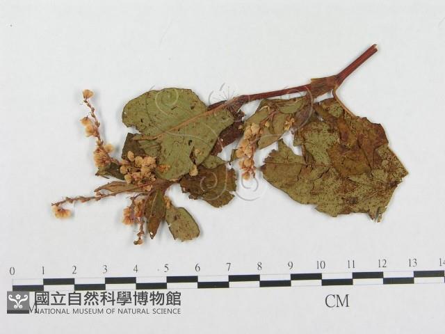 登錄號:F0019283藏品圖，第4張