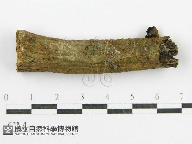 鬼傘屬藏品圖，第4張