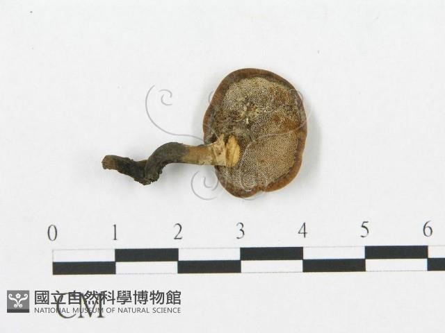 登錄號:F0018883藏品圖，第4張