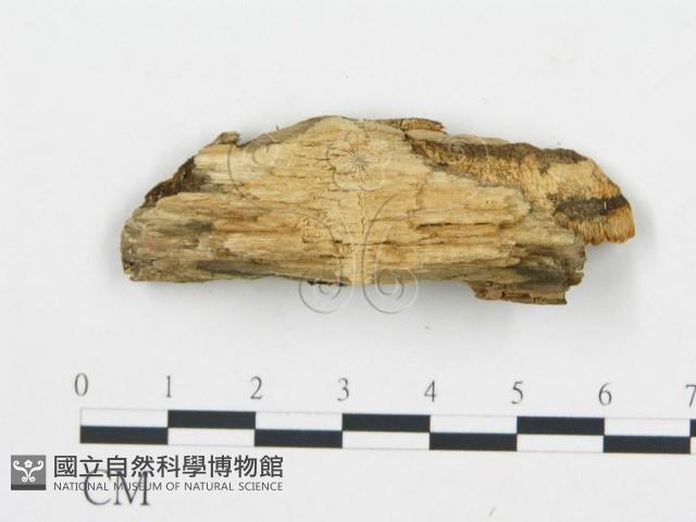 登錄號:F0017883藏品圖，第4張