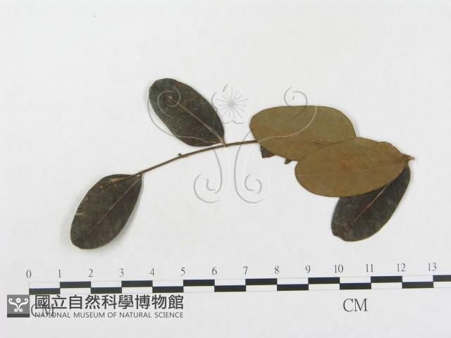 登錄號:F0018983藏品圖，第4張