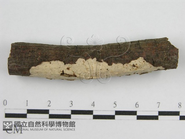 登錄號:F0011983藏品圖，第4張