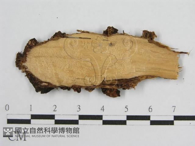 登錄號:F0016683藏品圖，第4張