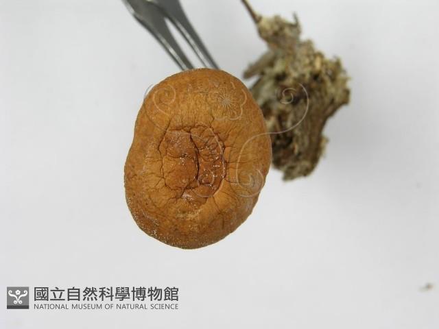 登錄號:F0001683藏品圖，第4張