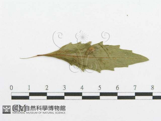 登錄號:F0011683藏品圖，第4張