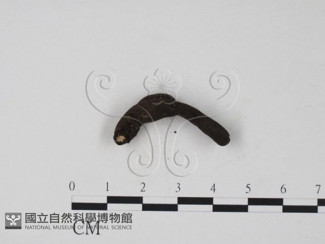 登錄號:F0007683藏品圖，第4張