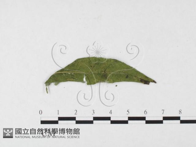 登錄號:F0026483藏品圖，第4張