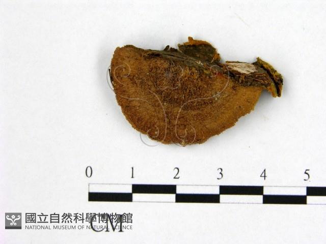 登錄號:F0016483藏品圖，第4張