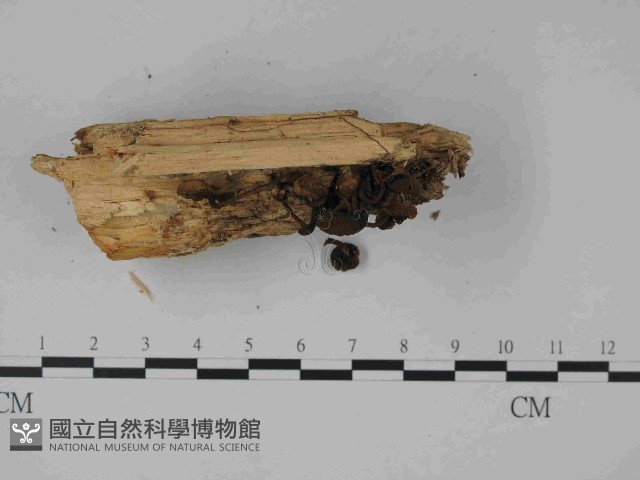 登錄號:F0014483藏品圖，第4張