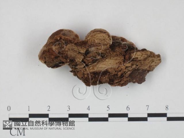 登錄號:F0009483藏品圖，第4張