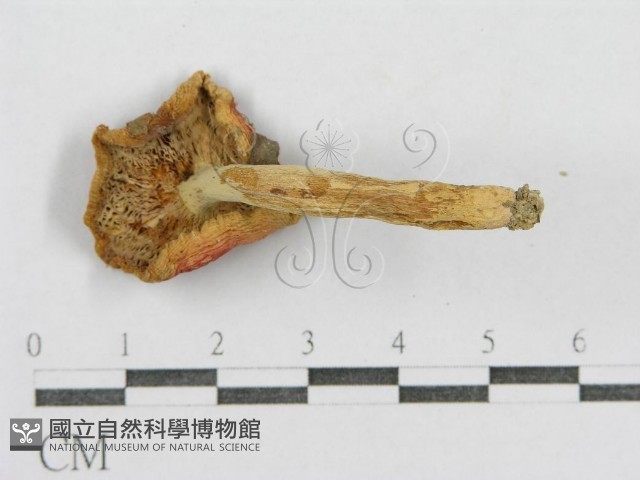 紅菇屬藏品圖，第4張