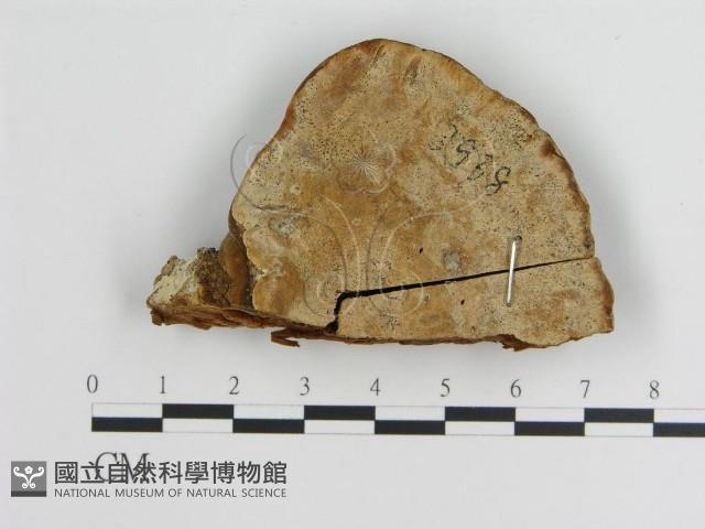 登錄號:F0018783藏品圖，第4張