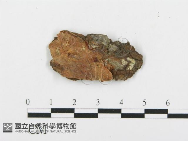 登錄號:F0019783藏品圖，第4張