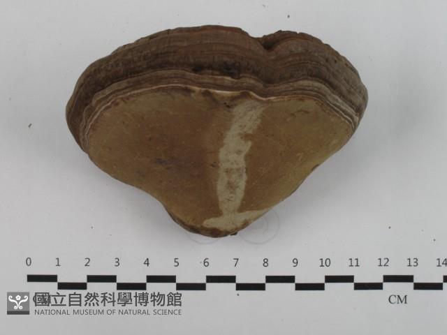 登錄號:F0032583藏品圖，第4張