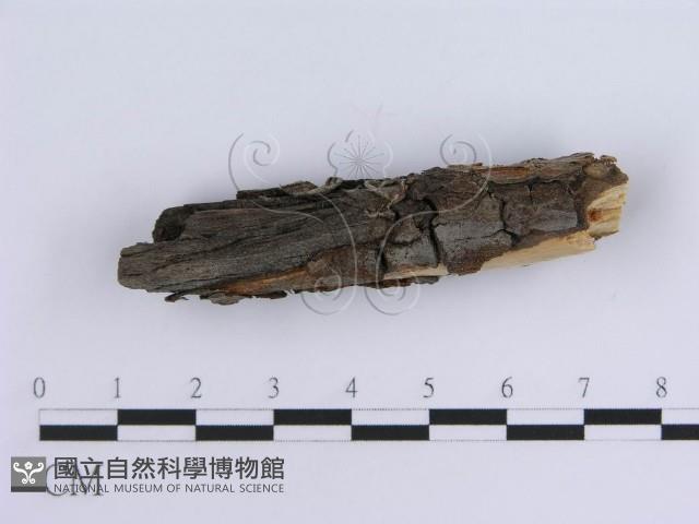 登錄號:F0013583藏品圖，第4張