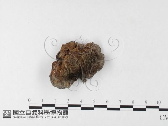 皺木耳藏品圖，第4張