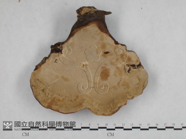 登錄號:F0015183藏品圖，第4張