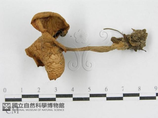 登錄號:F0012383藏品圖，第4張