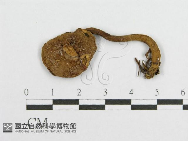 登錄號:F0003383藏品圖，第4張