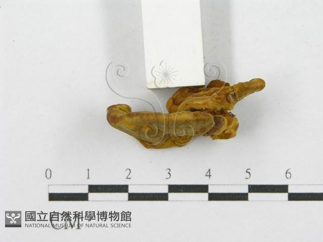 登錄號:F0013383藏品圖，第4張