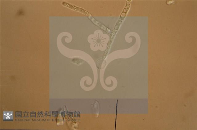 Accession Number:F0012872 Collection Image, Figure 11, Total 11 Figures