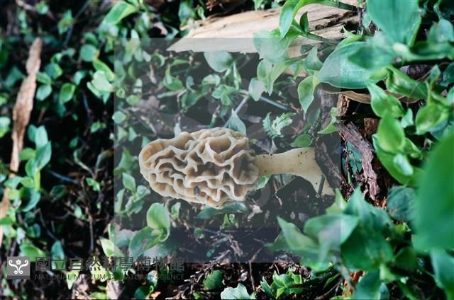 美味羊肚菌藏品圖，第12張