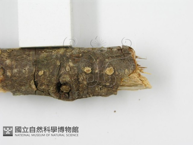 登錄號:F0015508藏品圖，第9張