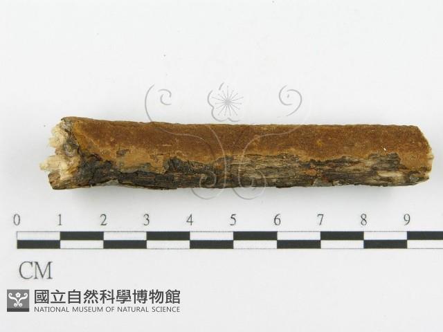 登錄號:F0017230藏品圖，第9張
